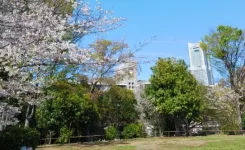 桜が満開になった稽古会場近くの野毛山