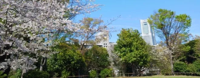 桜が満開になった稽古会場近くの野毛山