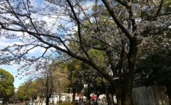 関内大通り公園で春に桜が開花したようす