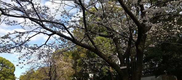 関内大通り公園で春に桜が開花したようす